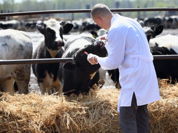 veterinario con mucche